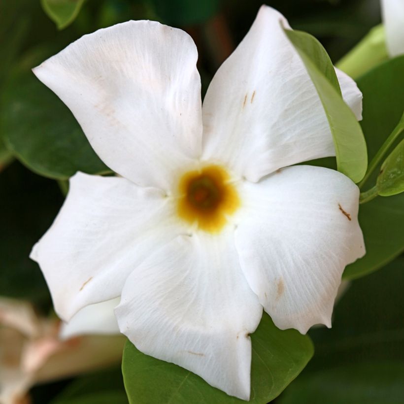 Dipladénia BELLA White (Floraison)