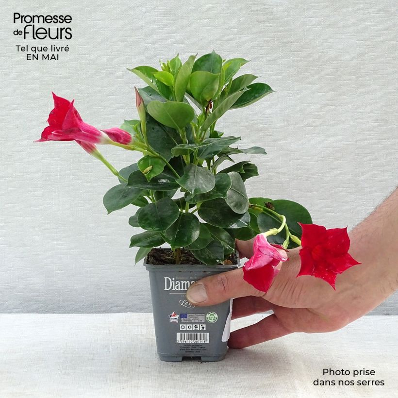 Spécimen de Dipladénia Diamantina Jade Scarlet - Mandevilla  Pot de 10 cm/11cm tel que livré au printemps