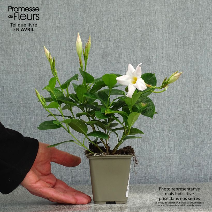 Spécimen de Dipladénia Diamantina Jade White - Mandevilla  Pot de 10 cm/11cm tel que livré au printemps