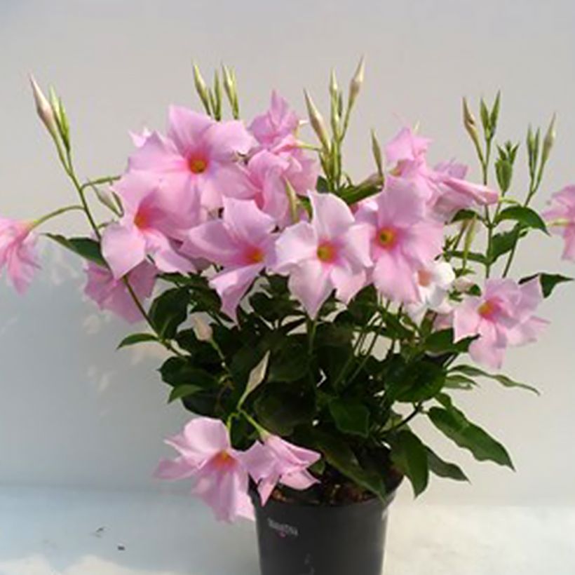 Dipladenia Diamantina Tourmaline Pink - Mandevilla (Port)