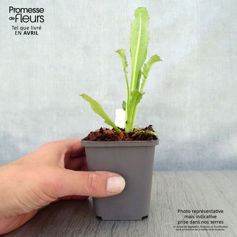 Spécimen de Dipsacus fullonum - Cardère sauvage - Cabaret des oiseaux Godet de 8/9 cm tel que livré au printemps