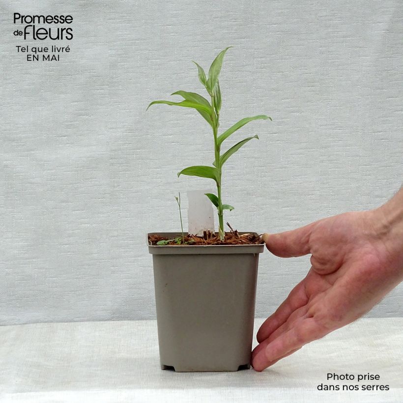 Example of Disporum cantoniense Green Giant - Cloche des fées Pot de 10 cm/11cm as you get in printemps