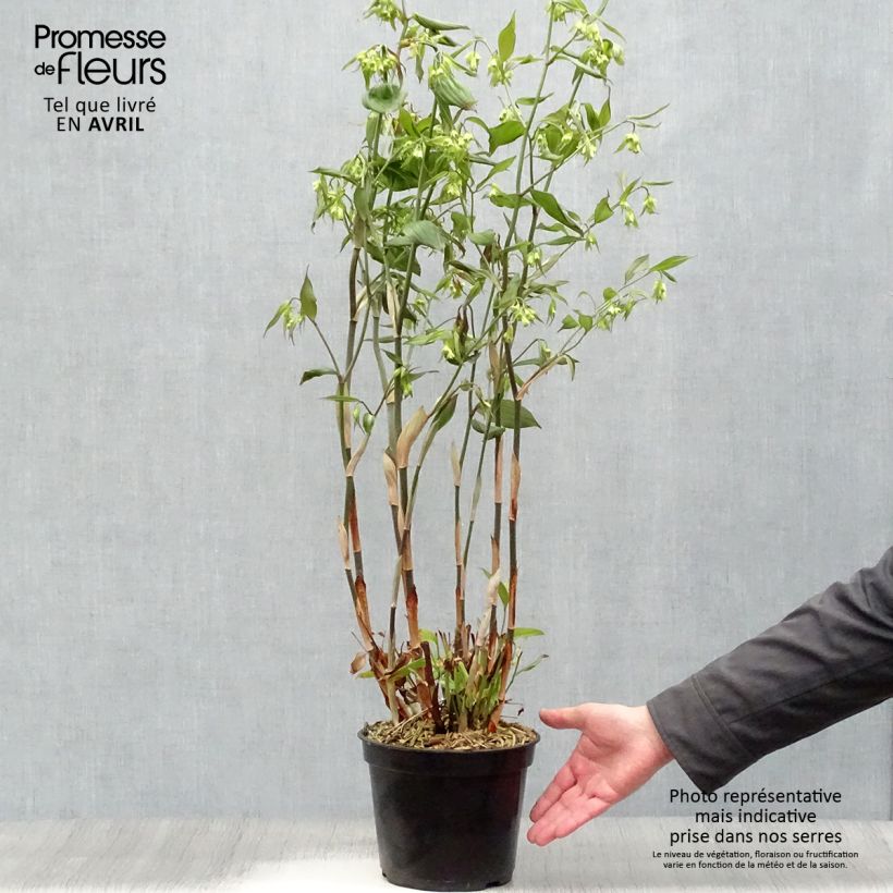 Example of Disporum cantoniense Green Giant - Cloche des fées Pot de 3L/4L as you get in printemps