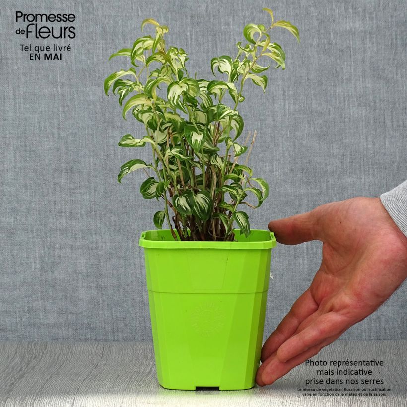 Spécimen de Disporum cantoniense Moonlight Pot de 1,5L/2L tel que livré au printemps