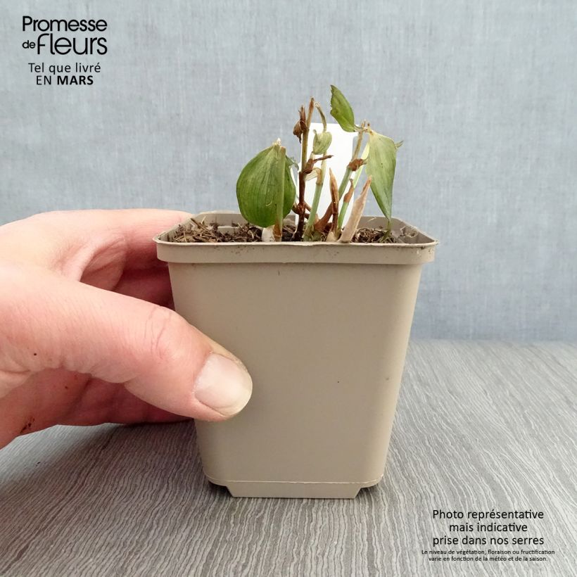 Example of Disporum cantoniense Night Heron - Cloche des fées Godet de 8/9 cm as you get in printemps