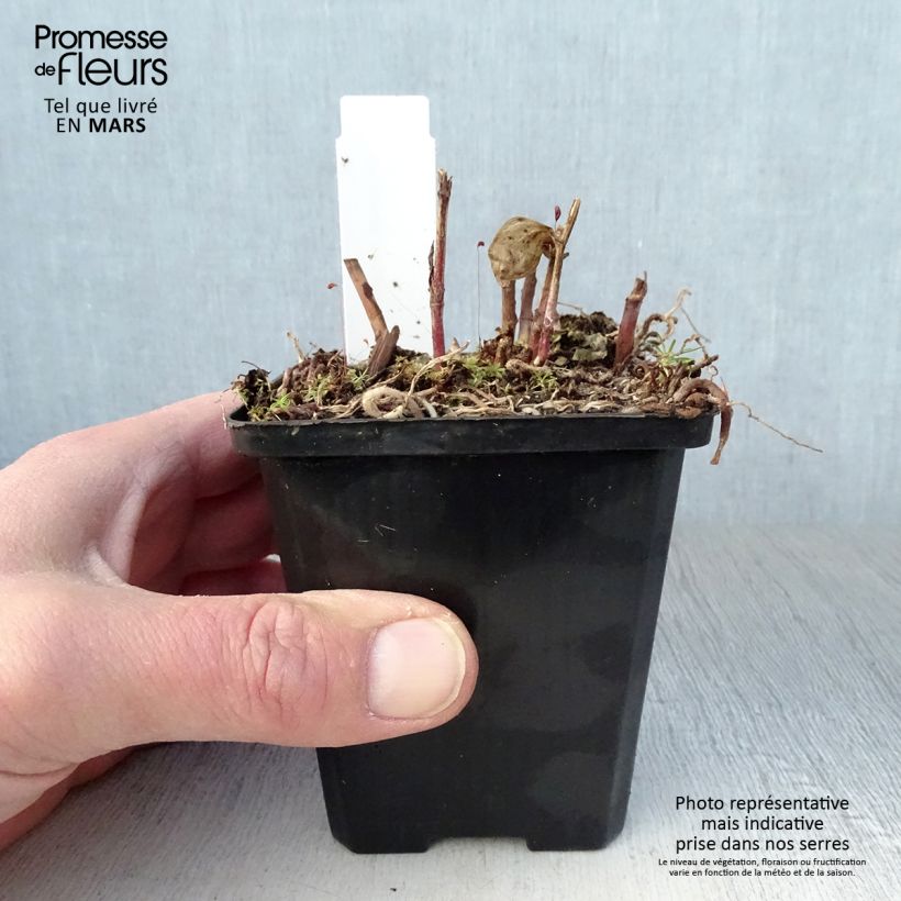 Spécimen de Disporum megalanthum - Cloche des fées Godet de 8/9 cm tel que livré au printemps