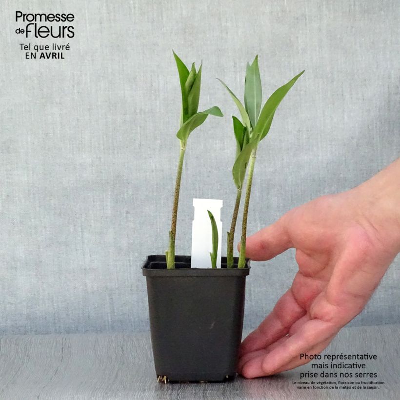 Example of Disporum sessile - Cloche des fées du Japon Godet de 8/9 cm as you get in printemps