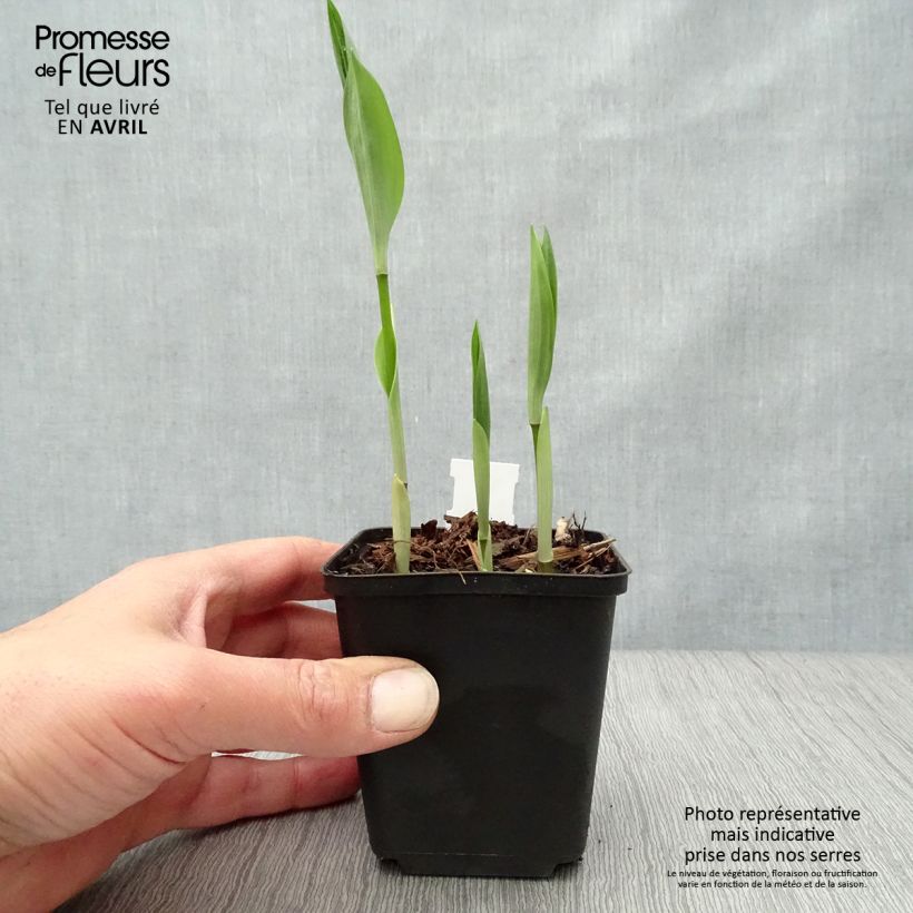 Spécimen de Disporum uniflorum - Cloche des fées de Corée Godet de 8/9 cm tel que livré au printemps