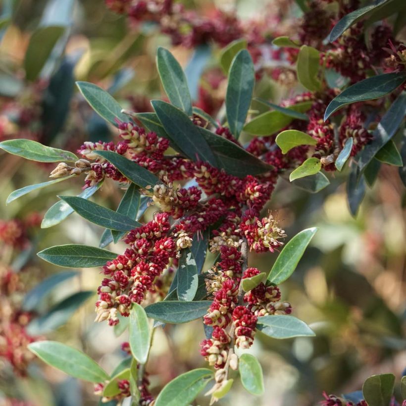 Distylium Vintage Jade (Floraison)