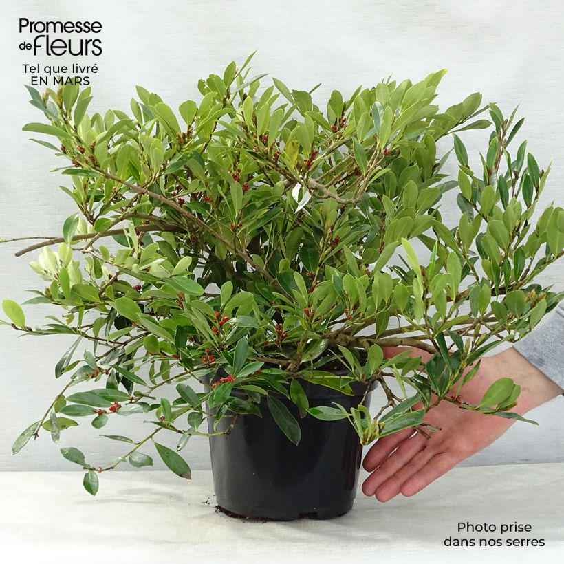 Spécimen de Distylium (x) Blue Cascade Pot de 3L/4L tel que livré au printemps