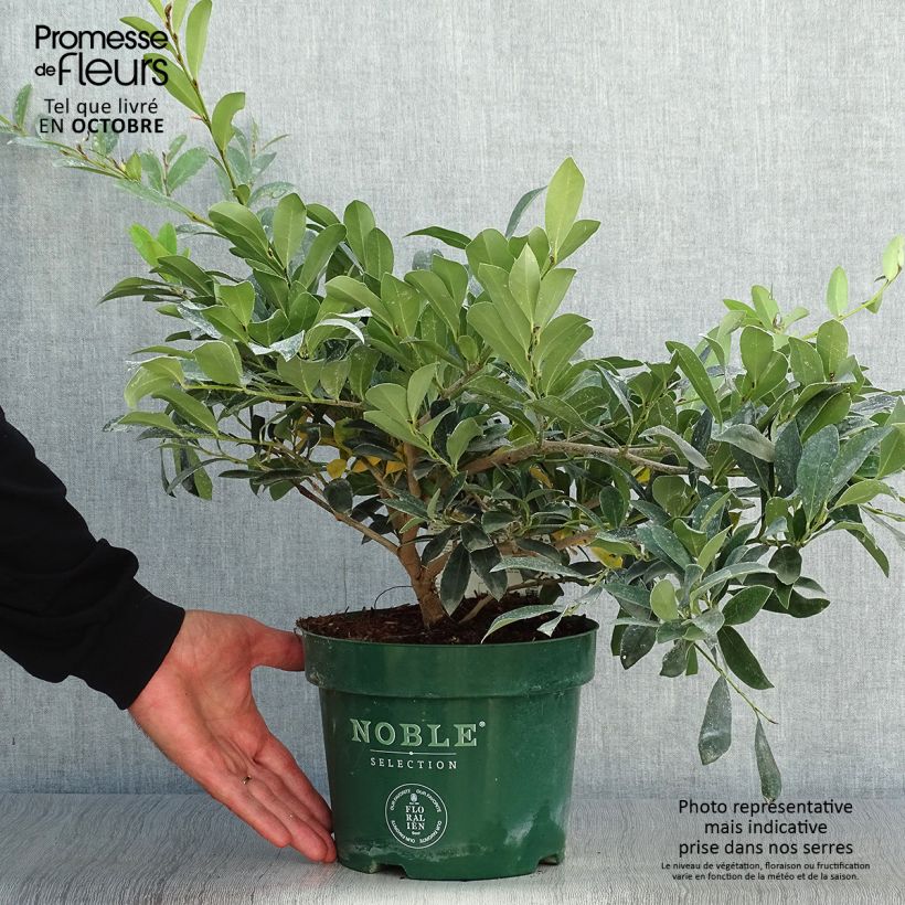 Spécimen de Distylium (x) Blue Cascade Pot de 3L/4L tel que livré en automne