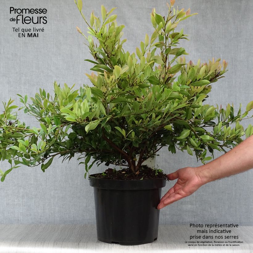 Spécimen de Distylium (x) Blue Cascade Pot de 7,5L/10L tel que livré au printemps