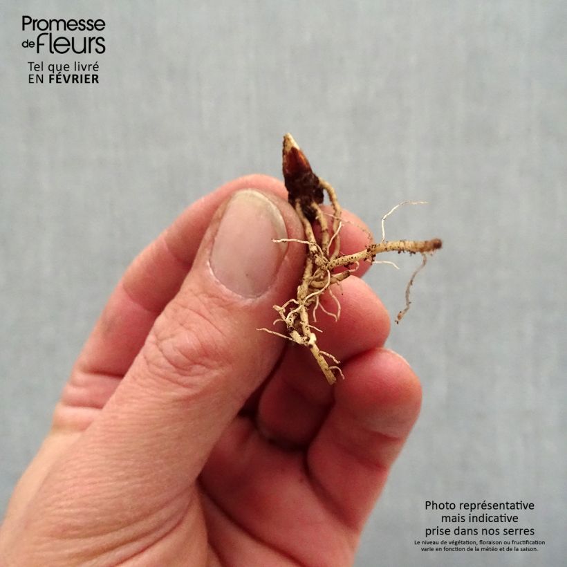Spécimen de Dodecatheon jeffreyi Rotlicht - Gyroselle Racines nues, qualité premium tel que livré en hiver