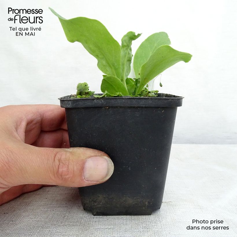 Spécimen de Dodecatheon meadia -  Gyroselle de Virginie Godet de 8/9 cm tel que livré au printemps