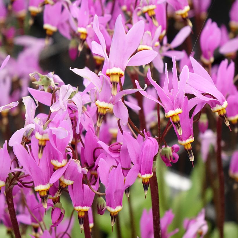 Dodecatheon meadia Queen Victoria (Floraison)