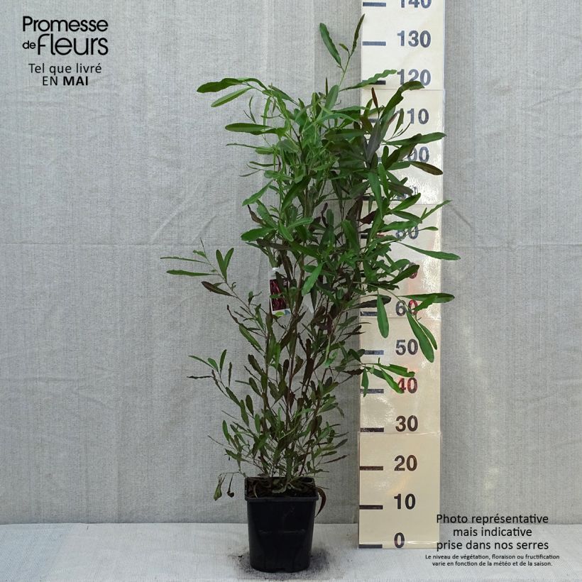 Example of Dodonaea viscosa Purpurea - Dodonée visqueuse Pot de 3L/4L as you get in printemps