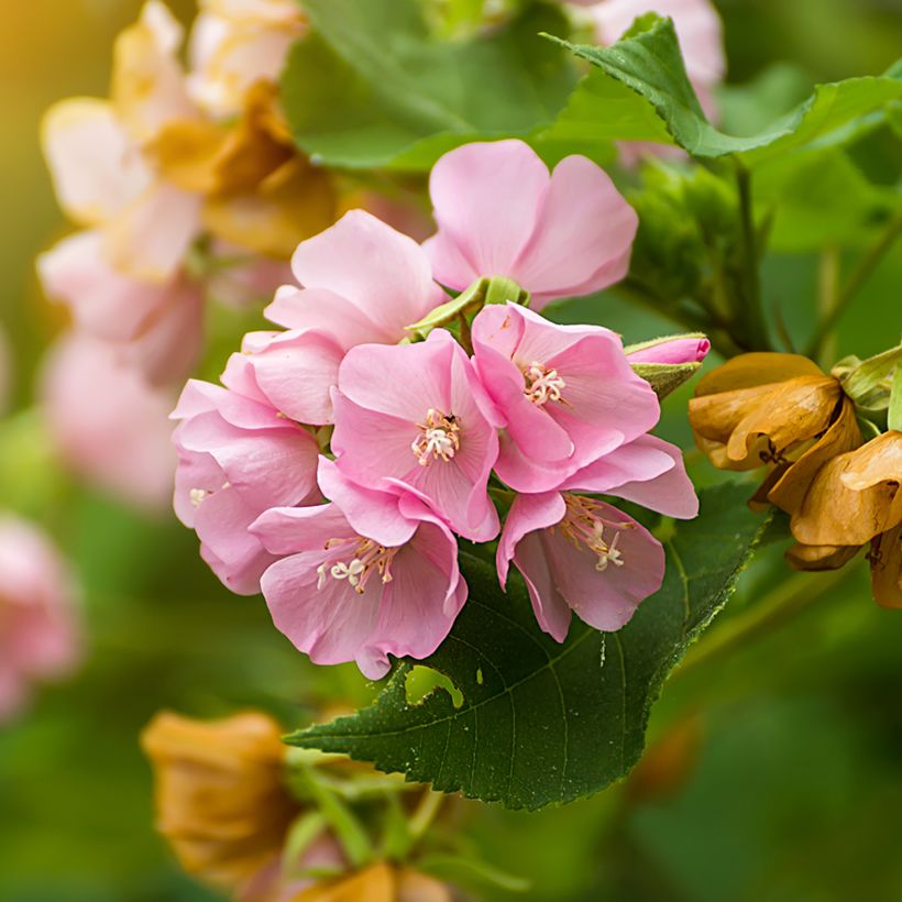 Dombeya x cayeuxii (Floraison)