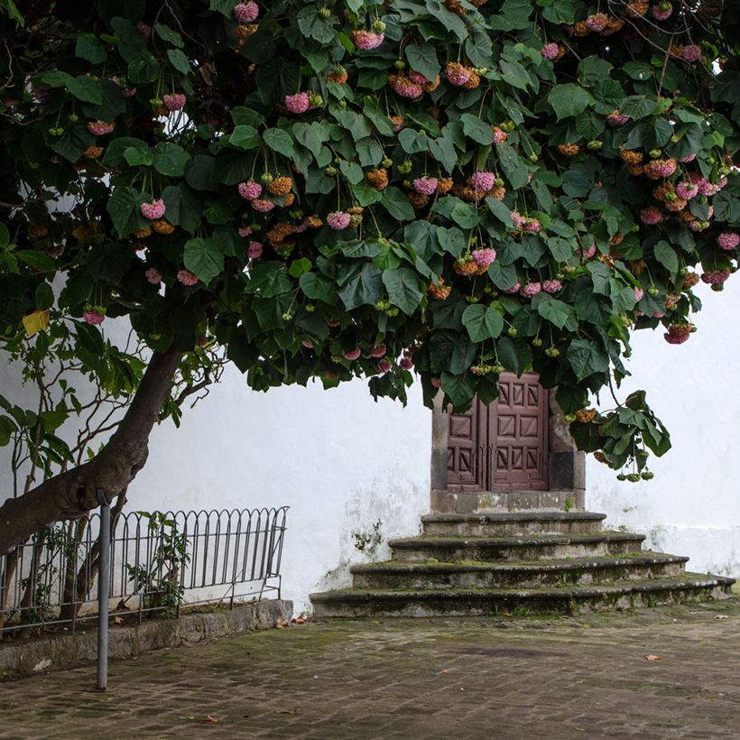 Dombeya x cayeuxii (Port)