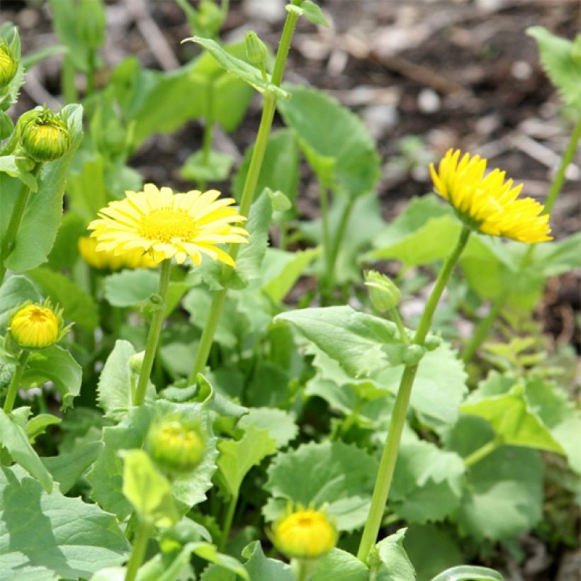 Doronicum orientale Little Leo - Doronic du Caucase (Flowering)
