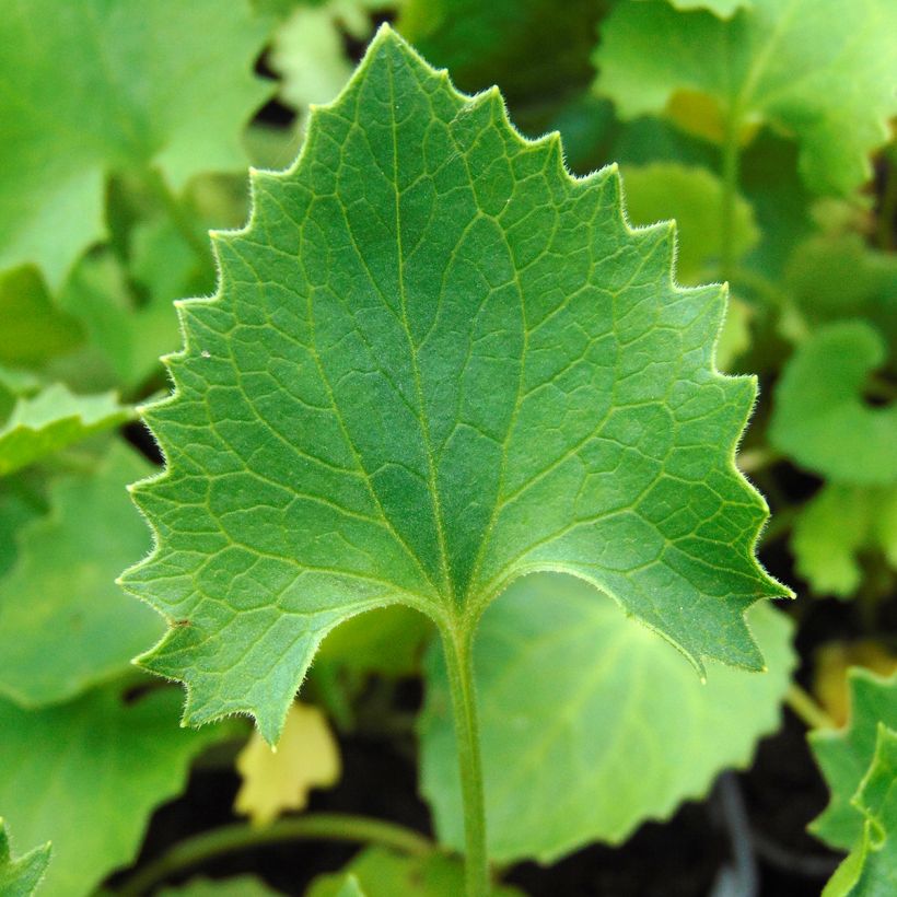 Doronicum orientale Magnificum - Doronic jaune (Foliage)
