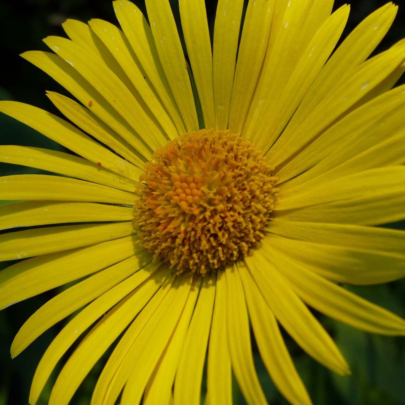Doronicum plantagineum - Doronic jaune (Flowering)