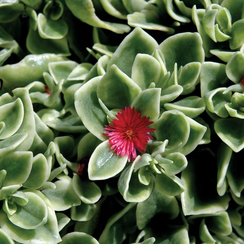 Mesembryanthemum Mezoo (Floraison)