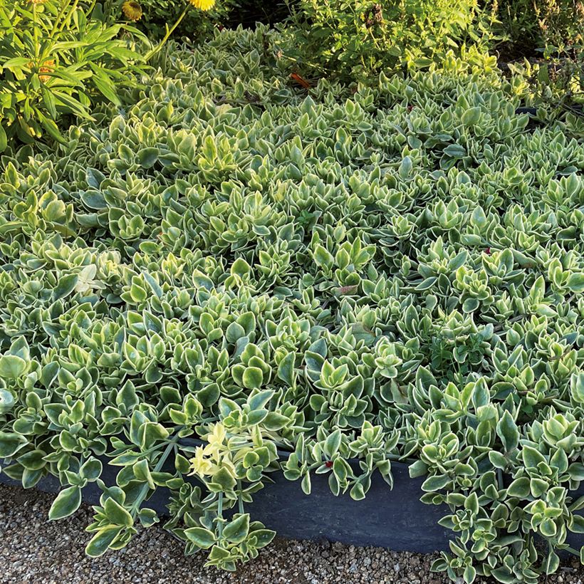 Mesembryanthemum Mezoo (Port)