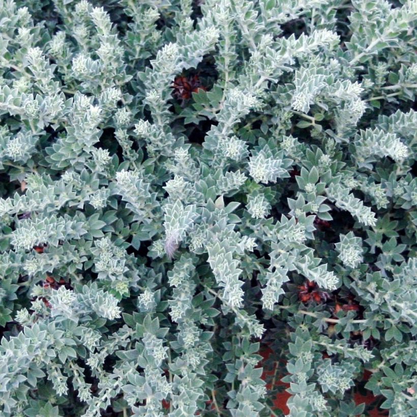 Dorycnium hirsutum Little Boy Blue (Feuillage)