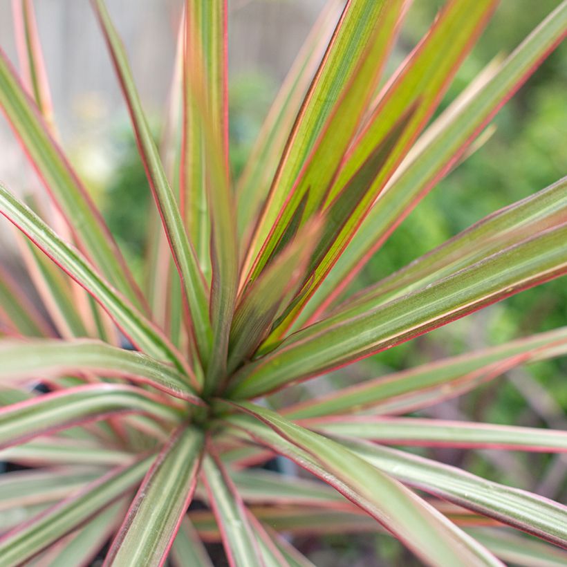 Dracaena Bicolor - Dragonnier (Foliage)