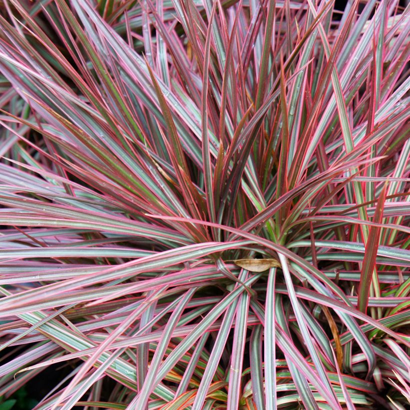 Dracaena Magenta - Dragonnier de Madagascar (Feuillage)