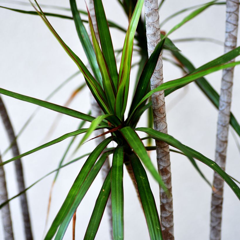 Dracaena marginata - Dragonnier de Madagascar (Foliage)