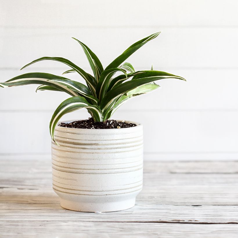 Dracaena White Jewel - Dragonnier (Port)