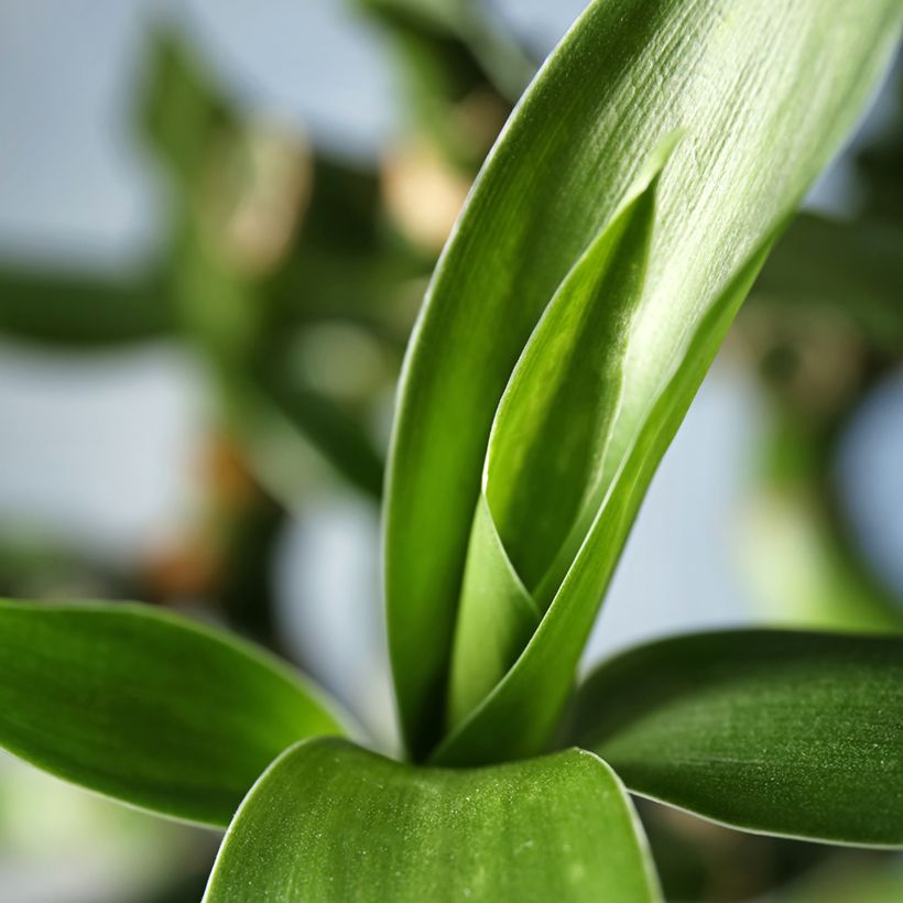 Dracaena sanderiana - Lucky bamboo (Feuillage)