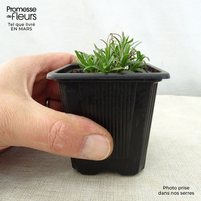 Spécimen de Dracocephalum ruyschiana - Tête de dragon Godet de 8/9 cm tel que livré au printemps