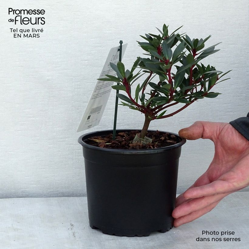 Spécimen de Drimys Red Spice - Poivre de Tasmanie Pot de 2L/3L tel que livré au printemps