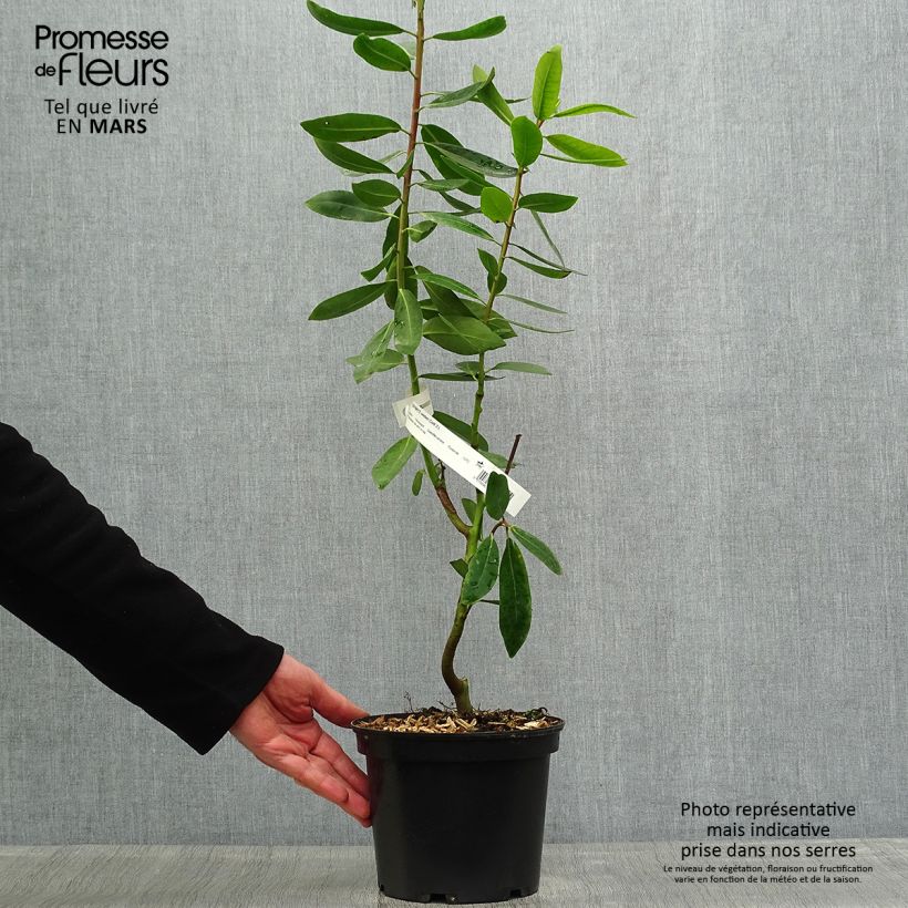 Spécimen de Drimys winteri - Cannelle de Magellan Pot de 3L/4L tel que livré au printemps