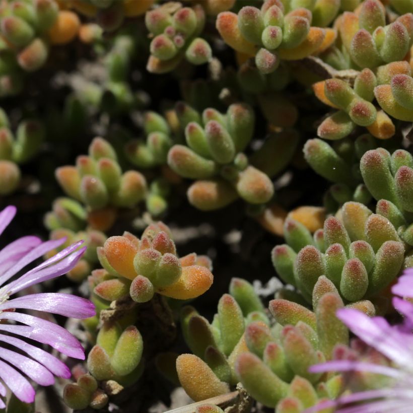 Drosanthemum candens (= floribundum) (Feuillage)