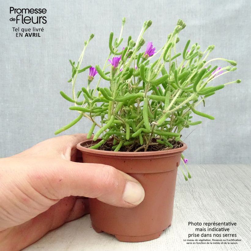 Spécimen de Drosanthemum candens (= floribundum) Godet de 8/9 cm tel que livré au printemps