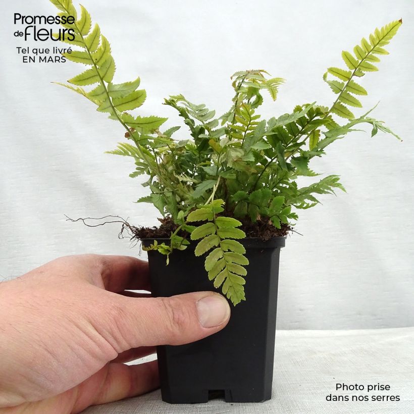 Example of Dryopteris atrata ou cycadina - Fougère Godet de 8/9 cm as you get in printemps