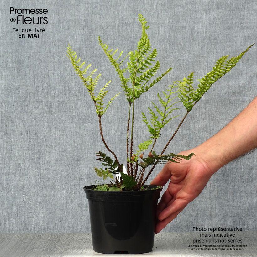 Example of Dryopteris championii - Fougère persistante Pot de 2L/3L as you get in printemps