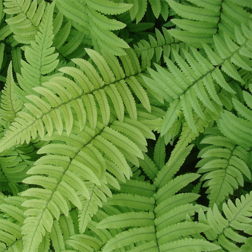 Dryopteris atrata ou cycadina - Fougère (Foliage)
