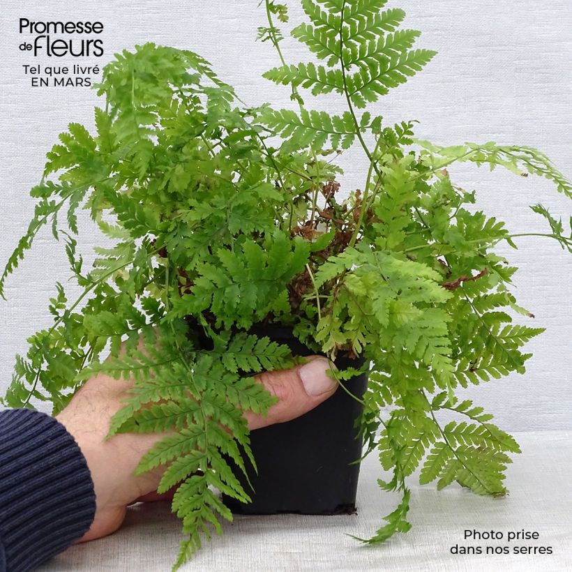 Spécimen de Dryopteris dilatata - Fougère dilatée Godet de 8/9 cm tel que livré au printemps