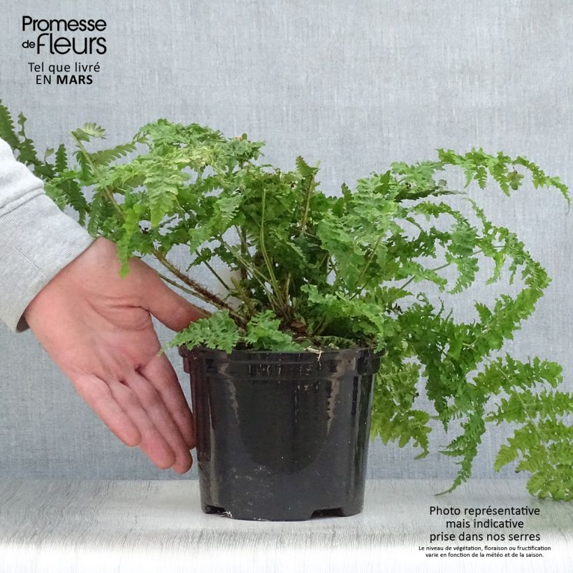 Spécimen de Dryopteris dilatata - Fougère dilatée Pot de 2L/3L tel que livré au printemps
