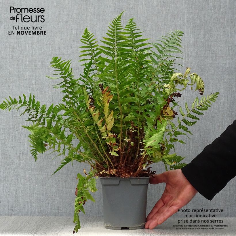 Spécimen de Dryopteris erythrosora - Fougère rose cuivré Pot de 2L/3L tel que livré en automne