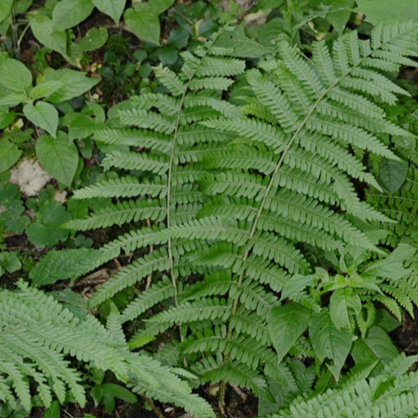 Dryopteris filix-mas - Fougère mâle (Plant habit)