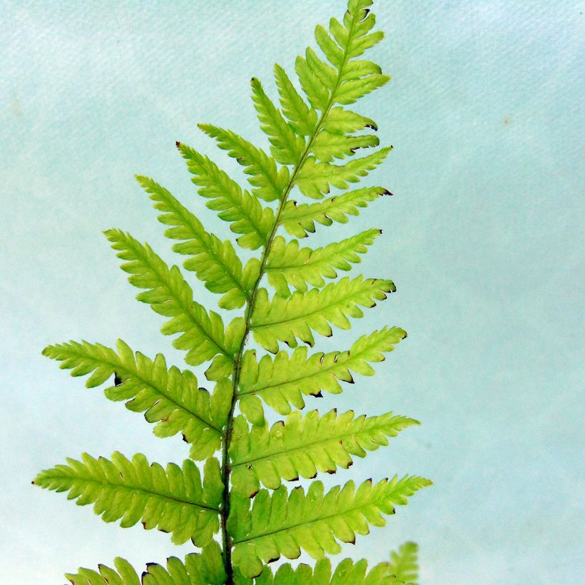 Dryopteris filix-mas - Fougère mâle (Foliage)