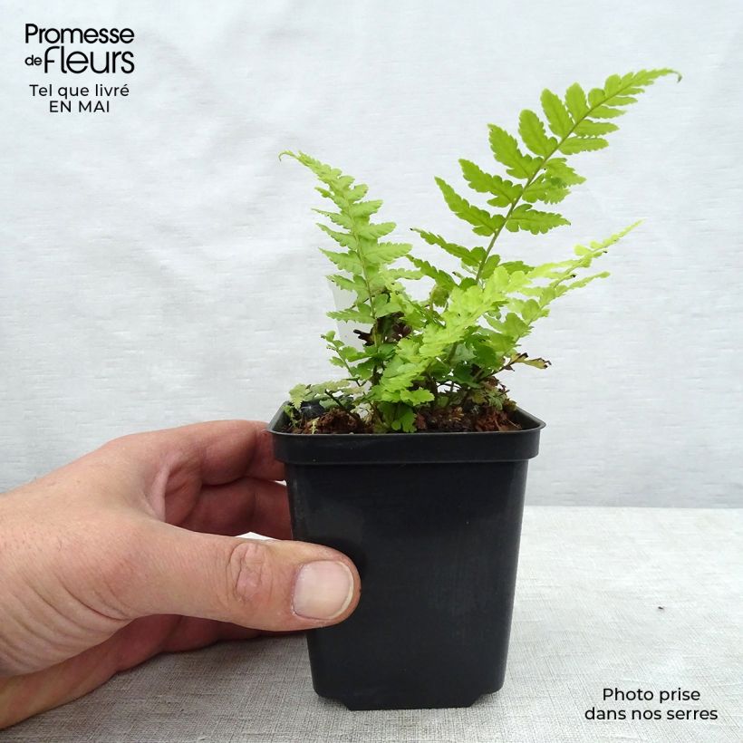 Example of Dryopteris filix-mas - Fougère mâle Godet de 8/9 cm as you get in printemps