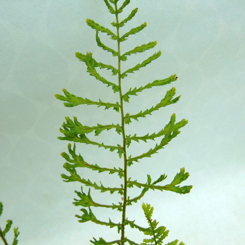 Dryopteris filix-mas Linearis Polydactyla - Fougère mâle (Foliage)