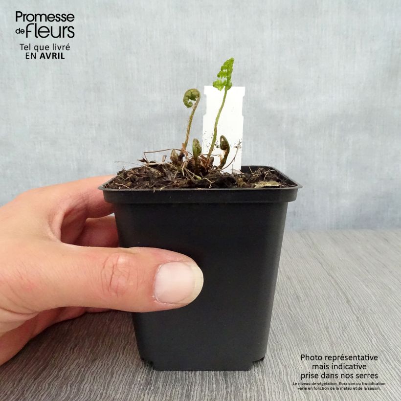 Spécimen de Dryopteris goldieana - Fougère Godet de 8/9 cm tel que livré au printemps
