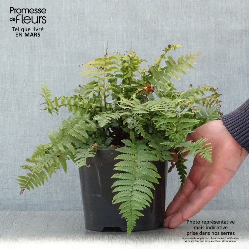 Example of Dryopteris kuratae - Fougère Pot de 2L/3L as you get in printemps